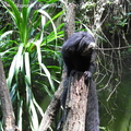 20090423 Singapore Zoo  29 of 31 